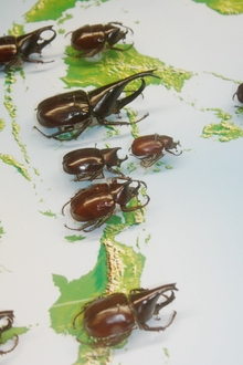 naturmuseum-evolution-1-b.jpg desc